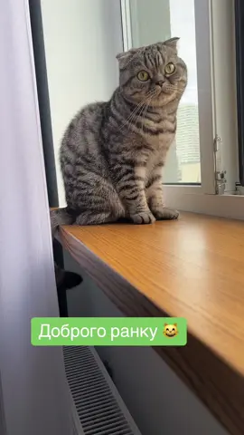 Кіт Тимофій 😸доброго ранку 🌞а ще тому на роботу треба смалить😔#кіт #кіттіктокер #кітукраїнець #кітшотландець #рек #рекомендації❤️❤️ 