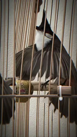 Ae cùng đam mê điểm danh cái nhể. #chimcanh #chaomaobaydau #chaomao #CapCut 