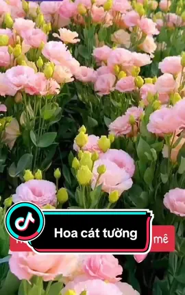 Hoa cát tường là hoa mang ý nghĩa hạnh phúc, hoa rất đẹp lại bền lâu. Hoa chỉ sau 40 ngày gieo là cho bông ạ. Ac thích hoa này bấm mua ngay nhé #hoa #hoacattuong #cattuong #xuhuong #tiktok #canhdep #hoadep #tronghoa #lamvuon 