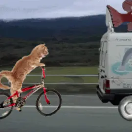 💃🕺#tiktok #viral #gnctw #parati #gatos #fyp #Viral #fyppppppppppppppppppppppp #payasoderodeo 