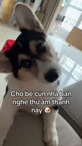 Lướt Douyin, tui thấy mấy bé cún sẽ nghiêng đầu khi nghe âm thanh này =)) Mở và check thử với bé cún nhà bạn nèee 😂 #honhacho #chúchódễthương #petcute #cúnconđángyêu #dogsvideoontiktok #cutedogsontiktok #dogscute #corgidog #corgisoftiktok #corgi #cúnyêu #funny #funnycutedogs #funnyvideos #doglover #pet #pets #petlover #dogsoftiktok #haihuoc #haihuocvuinhon #fyp #fypシ #viral #trending #viralvideo #xh #xhtiktok