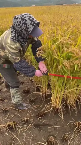 Rural hardworking women harvesting rice grain in summer 🌞 #rice #riceharvest #ricefarmer #harvesting #farming #farmer #chinafarmer #ricefields🌾 #womenfarmer 