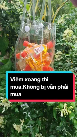 Mùi tinh dầu bac ha dễ chịu lắm ạ #dầuviemxoang🥰 #dầuviemxoangdongy #xuhuong 