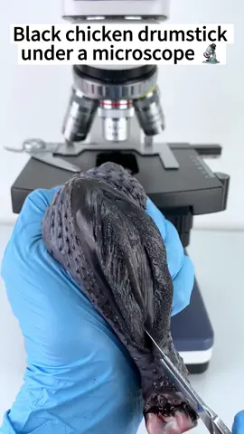 Black chicken drumstick look cool at 400x magnification!#microscope 
