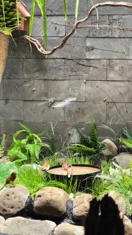 Thích ngắm mấy em tắm.! Bình yên đến lạ.#aviary #mêchim #CapCut #xuhuong #chimcanh #trending 