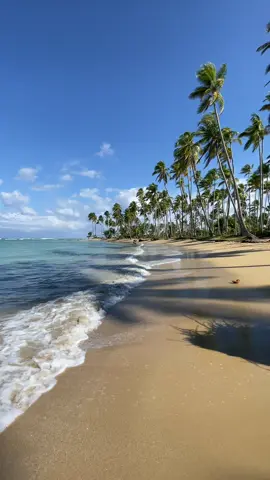 Miss this place 💭🏝️ #dominicanrepublic #samana #lasterrenas #playabonita #domrep #carribean #paradise #wanderlust #palmtrees #palmtree #oceanlife #beach #beachvibes 