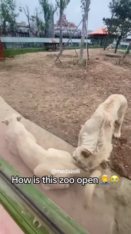 What zoo is bro at 💀😭 #medazelli #funnyvideos #ayoo #funnyanimals #shittragicnewpadic #youbugginyoumustnotknowimthugin #fypシ゚viral