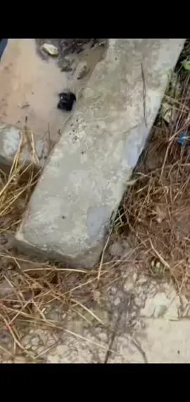 parte 799rescue of a small dog that is about to drown❤️ #hero #rescue #puppy #babydog  #animals #wildliferescuepuppy  #dogsoftiktok #helppuppy @㊗️