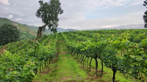 Ayetharyar Vineyard  တောင်ကြီးအဆင်းနားက အေးသာယာဝိုင်ခြံ.🌿 #taunggyi  #Vineyard #taurusandtravel 