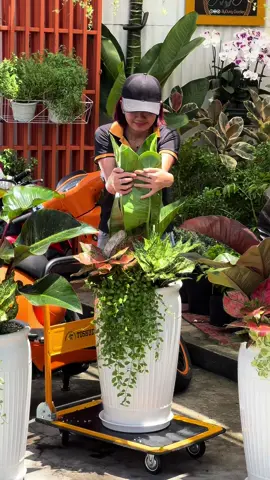Loại cây mang ý chí mạnh mẽ #đế_vương #bydunggarden #cây_văn_phòng 