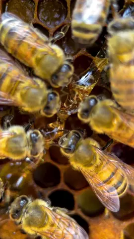 🐝🍯 Watch as our hardworking bees create delicious honeycombs, turning nectar into sweet golden honey. A mesmerizing look at nature's finest workers in action! 🐝🍯 @The Nature's Symphony  Credits: @Reml_Behn