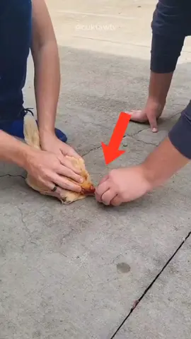 Ada Apa Dengan Ayam Ini⁉️😱