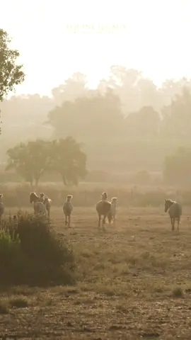 We need your help saving this breed! There are only ~200 left worldwide. Will you help us in conserving them? Check out our link in bio! #sorraia #sorraiahorse #dun #dorsalstripe #endangered #criticallyendangered #equinelegacy #portugal #santarem #horses 