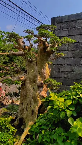 koleksi kandang bonsai#bonsai #bonsaitranding #soundviral #bonsaistory #trending #bonsaitree #bonsailife #bonsaipemula #bonsaiindonesia 