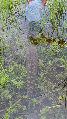 Amazing Fishing #fish #fishing#fishtok