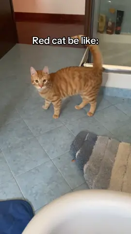 Someone else like him?🤔 #orangecat #redcat #gattorosso #gattoarancione #gatto #gattodivertente #cutecat #funnycat #funnyvideos #gattopazzo #crazycat @Funny videos @Gatti 🐱 @gattidivertenti 
