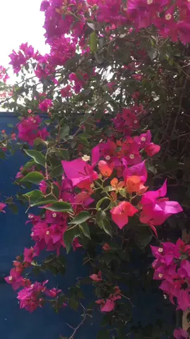 #happymoments🌸🌸🌸 #fypシ゚viral🖤tiktok☆♡🦋myvideo #💕💕💕💕 