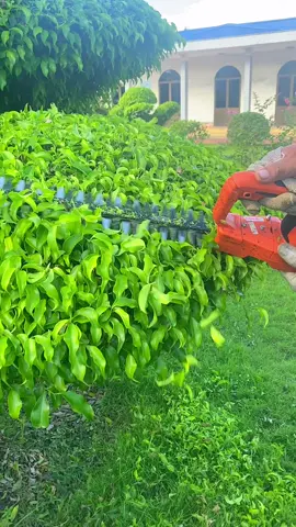 Máy cắt tỉa cây cảnh dùng pin, tiện lợi quá các bác ạ