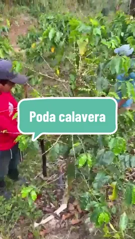 La poda calavera en cafetales es una técnica que nos esta dando buenos resultados para recuperar plantas agotadas; con este tipo de podas se eleva la productividad y en nuestro caso lo hacemos de forma selectiva. #campo #diversidad #diversificacion #productividad #cafe #agronomia 