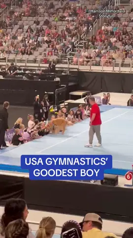 Beacon the therapy dog travels with the USA Gymnastics team wherever they go, wearing a credential and holding the title of Goodest Boy. 🎥 Harrison Milford via Storyful #olympics #teamusa #gymnastics #usa #adorable #doggo #cutedogs #happydog #cutedogsoftiktok 