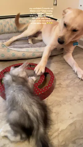 i love watching my kitten and puppy interact 😭♥️