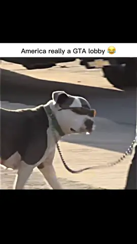 GTA server 😂💀 #police #america #funny #viral #viralvideo #dog #gta #game #xbox #playstation #rockstar #gtaonline #trending #worldclips #foryoupage #gtafunny #tiktokfunny #comedy #mexico #fyp #foryou #fy #foryoupage 