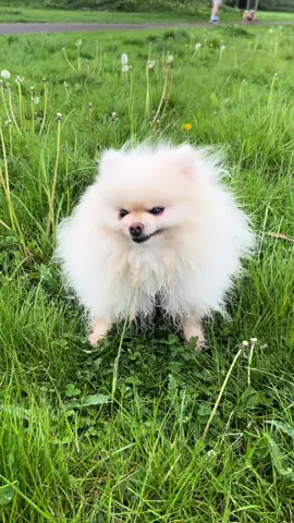 It wasn’t funny at the time! But poor little Titan got a blade of grass stuck up his nose a few weeks ago and did the longest sneeze ever! He’s all fine now ❤️ #sneezingdog #pomeranian #dogsneeze #cutedog #smalldog #pom #pomeranianlife 