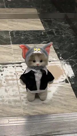Encountered a Tom cat in the elevator #cat #cutepet #tomcat #cutepet #pet #tomandjerry #tom #amimallovers #foryou #viral 