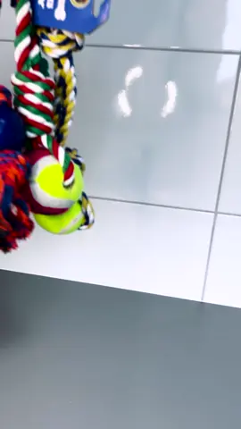 Quer ajudar seu cãozinho a liberar toda a energia acumulada?  Conheça nossos puxadores de corda!🐕 Além de estimular a atividade física, esses brinquedos são ótimos para reduzir o estresse e a ansiedade do seu pet.💪🎾 Fortaleça o vínculo com seu companheiro de quatro patas através de brincadeiras de cabo de guerra! ☎ (54) 3519.3399 / (54) 9.9903.2544  www.soluvet.com.br contato@soluvet.com.br Erechim - RS #soluvet #produtosagroveterinarios #pet #linhapremium #sabor #nutriçao