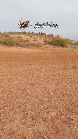 #tiktok #explore #fyp #foryou #foryoupage #capcut #viral #الجزائر🇩🇿 #omarfrinko #المغرب #تونس #المغرب🇲🇦تونس🇹🇳الجزائر🇩🇿 #أوروبا #الغربة #فرنسا🇨🇵_بلجيكا🇧🇪_المانيا🇩🇪_اسبانيا🇪🇸 #إسبانيا🇪🇸_ايطاليا🇮🇹_البرتغال🇵🇹 #الشعب_الصيني_ماله_حل😂😂 #مغنية_تلمسان_13 #مغنية #مغنية_____وجدة🇲🇦🇩🇿🇩🇿🇩 #وهران_الجزائر_عنابة_سكيكدة_بليدة✨🔥❣️ #بسكرة_وادسوف_ورقلة_تقرت #الشاوية_خنشلة_باتنة_ام_البواقي_تبسة #بلعباس #مسيردة_باب_العسة 