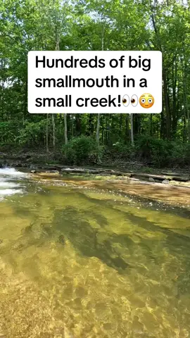 How cool is this! A small creek loaded with giant smallmouth swimming around everywhere!  Send this to a buddy who still wouldn’t catch one 🤣 • • • #fishing #smallmouthbass #bassfishing