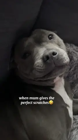 itchy girl season!! #staffy #mylathebluestaffy #itchydog #dogsoftiktok #bluestaffy #dogtrend #viraldog #mylaslife #staffysoftiktok #staffie #dogallergy 