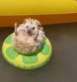 #йожик🦔 