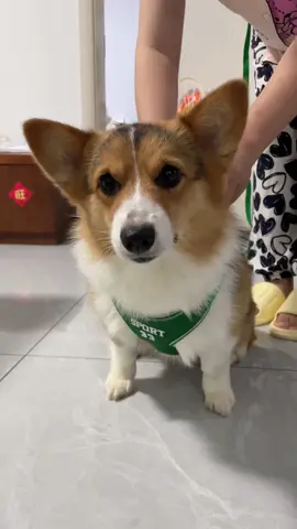 #dog #corgi 