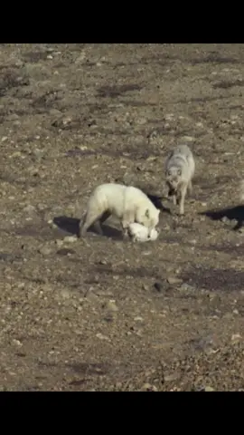 Watch this intense chase as wolves hunt down a rabbit! 🐺 This heart-pounding moment captures the raw power and agility of these predators in action. Have you ever seen a chase this intense? Share your thoughts in the comments below! #Wildlife #nature #Animals #Wolf #PredatorVsPrey #tiktokwildlifeday #viral #TikTokWildlife #FYP