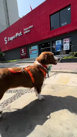 Bien guapa ❤️ Monty en el servicio de baño y peluquería canina de @SuperPet #fyp #pet #doglover #lima 