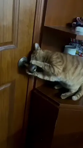 Funny cat 🤣#cat #cats #fyp #funnyvideos #funnycat #funnyanimals #funnytiktok #foryou #foryoupage #catsoftiktok #catsmoves #kitten #pet #tiktokcats #usa #usa🇺🇸 