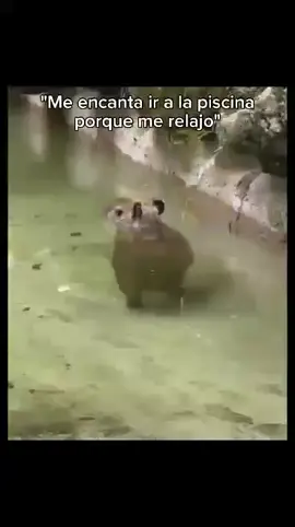 #humor  #capibara 