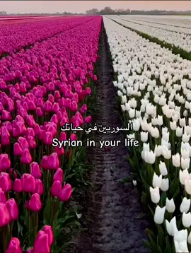 #سوريا #الحسكه #الحسكه_الرقه_ديرالزور_القامشلي #ادلب_حمص_حلب_شام_درعا_حماة #جمال_طبيعه_سوريا #دمشق #دمشق_حلب_حمص_حماة_طرطوس_الاذقية 