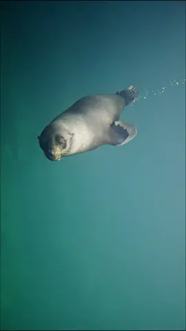 Unafraid of the wild waves' fury, only enjoying this moment's tranquility.A seal dives into the blue sea.#seal #wildlife #seacreature 