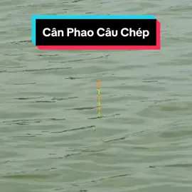 Cách Cân Phao Câu Cá Chép Hiệu Quả Nhất?  #bdsh #fishing #cauca 