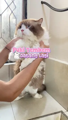 pukiii datang lagi mandi disini, selesai mandi pakai glowie water serum petglow biar bulunya makin berkilauu @Petglow.id #glowiewaterserum #petglow 