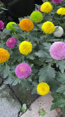 ต้นเบญจมาศปิงปอง