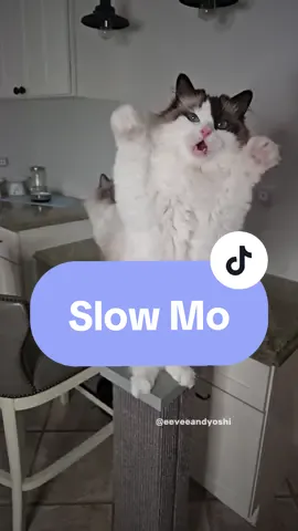 Miss Tall's lil' dancey dance in slow motion 