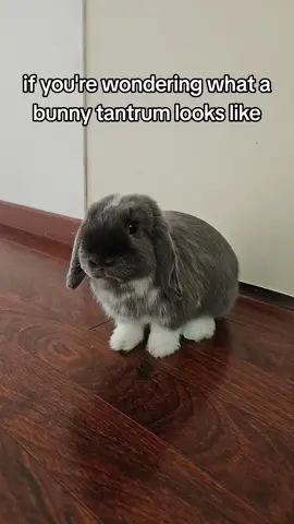 she was so mad this morning idk why #bunny #tantrum #angrybunny #minilop