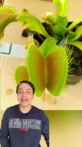 conocias esta planta #viral #fypシ゚