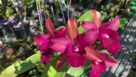 E đẹp và thơm ngát#hoa #hoalan #hoalandep #yeuhoalan #yeuhoa #tronglan #xuhuong 