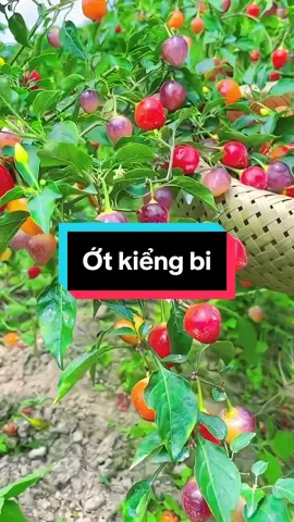 Trồng em này đảm bảo k phí đâu ạ ỚT CHERRY TRÒN NGŨ SẮC Gói 30 hạt Ớt cảnh tròn làm tiểu cảnh hay gia vị đều được cả ạ ạ Ớt không quá cay chỉ cay vừa phải, đủ để phục vụ các bác không ăn được quá cay ạ Trá hình tròn, đường kính trung bình 1cm/trái, có đủ các màu vàng, cam đỏ, trắng rất dễ thương Thời gian trưởng thành 50-70 ngày Ra trái quanh năm Điều kiện sinh trưởng: Full ánh sáng#hatgiong #otngusac #trangtrinhacua 
