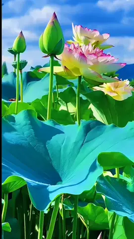 #yeuthiennhien #giaitri #hoasen #canhdep