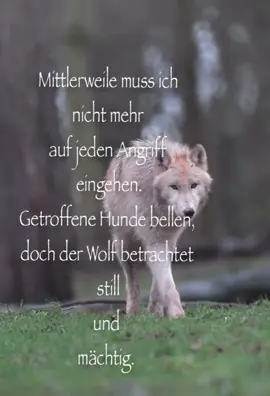 #foryou #sprichwort #zitate #sprichwörter #zitatezumnachdenken #alpha #wolf 